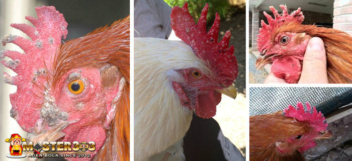 Atasi Penyakit Cacar Kepada Ayam Bangkok Aduan