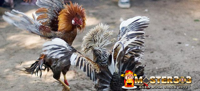 Kelebihan Ayam Pama Malow Krawing
