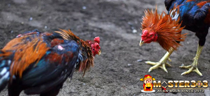 Ayam Bangkok Suro Petir Katuranggan