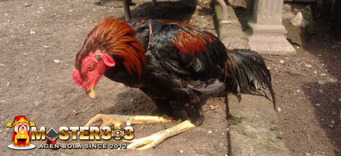 Kaki Ayam Bangkok Pincang