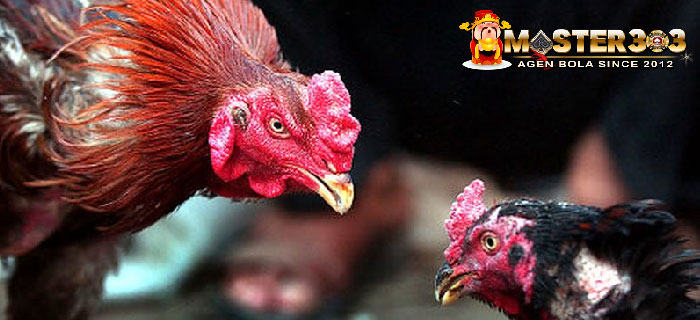 Kelebihan Ayam Bangkok Vietnam