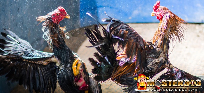 Pelatihan Ayam Bangkok Menjadi Agresif