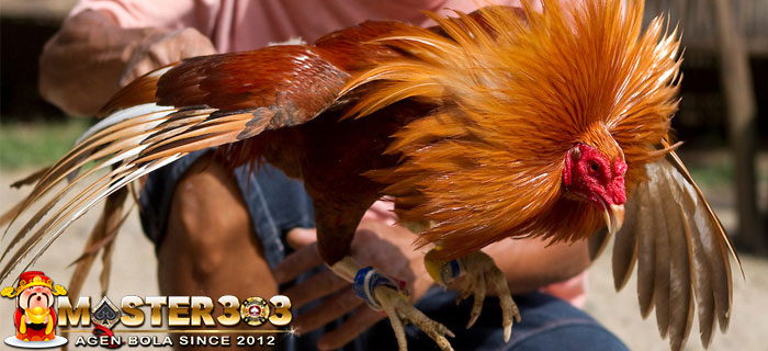 Latihan Pagi Ayam Bangkok
